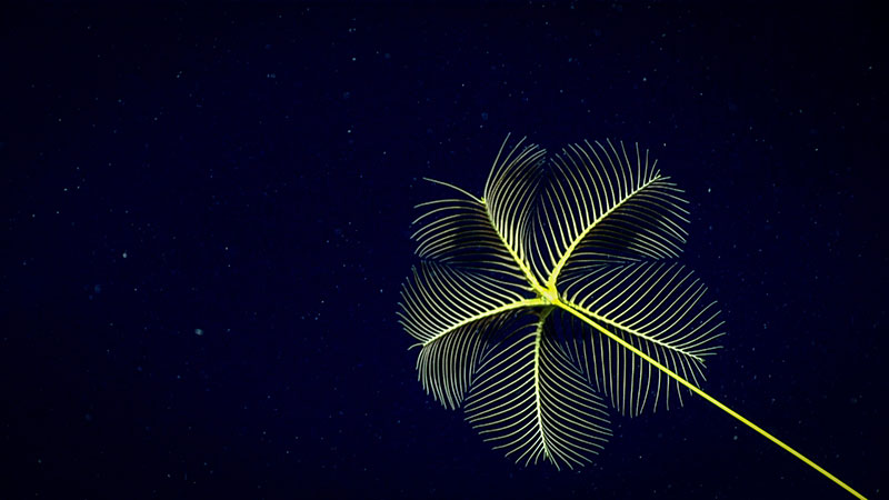 We saw both stalked and unstalked crinoids during Dive 11 of the 2019 Southeastern U.S. Deep-sea Exploration. The sea lily shown here is a stalked crinoid.