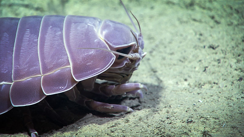 This is one of two giant isopods (Bathynomous gigantus) seen during Dive 11 of the 2019 Southeastern U.S. Deep-sea Exploration.