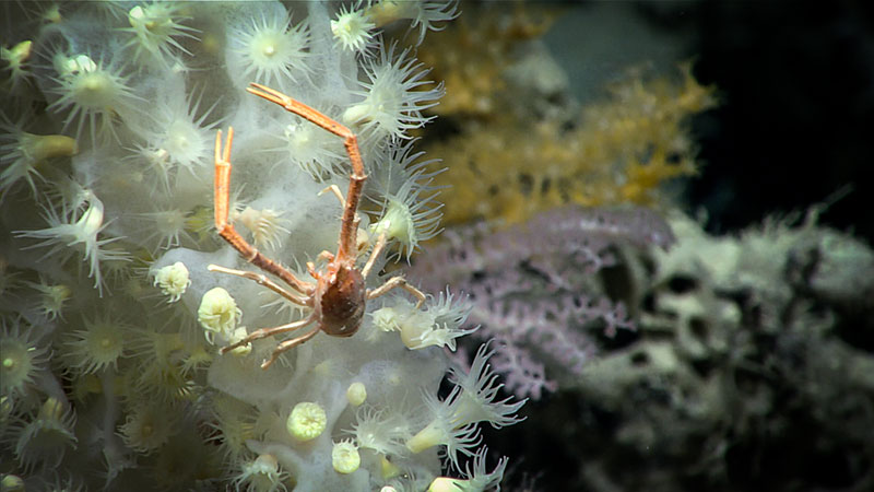 This glass sponge (c.f. Lefroyella), seen during Dive 11 of the 2019 Southeastern U.S. Deep-sea Exploration, was covered with yellow zoanthids and surrounded by a variety of colorful soft corals.