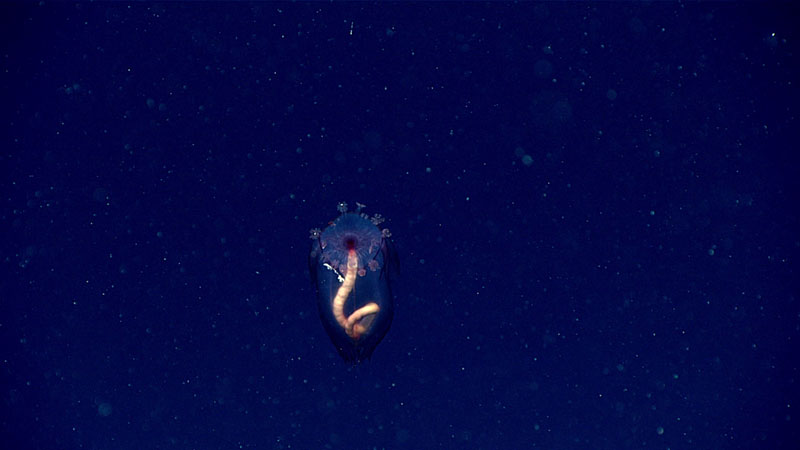Deep-sea swimming sea cucumbers (Pelagothuriidae) are sometimes seen on the seafloor and sometimes in the water column. This one was seen during Dive 11 of the 2019 Southeastern U.S. Deep-sea Exploration. Due to its semitransparent body, we can see its intestine, which is filled with sand from which it extracts its nutrients.