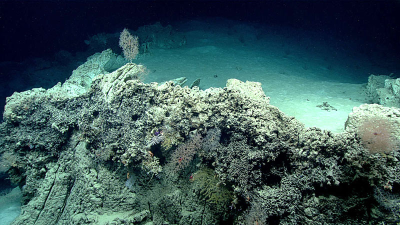 The loose sediments on the top of this boulder, seen on Dive 11 of the 2019 Southeastern U.S. Deep-sea Exploration, are rimmed by an outer layer of more durable encrusted limestone. This suggests that the feature was once taller, but is eroding over time. 