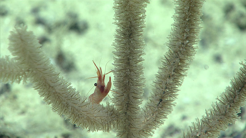 Black corals (Antipatharia) were seen during most, if not all, of the dives of the 2019 Southeastern U.S. Deep-sea Exploration. This one, with its densely packed polyps, was seen a few times on Dive 12 and was unfamiliar to our scientists.