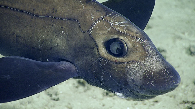 This chimera, at roughly 50 centimeters (20 inches), was the largest and darkest we saw during the 2019 Southeastern U.S. Deep-sea Exploration. Seen during Dive 12, it really let us check it out from all angles and close up. The dots on its head are electroreceptors, ampullae of Lorenzini, that can detect minute electrical signals generated by their prey.