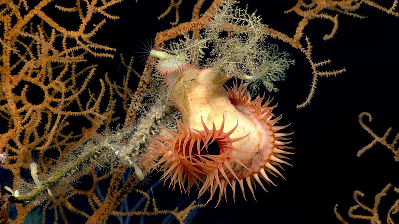This flytrap anemone was caught hanging out on a black coral branch during Dive 02 of the 2019 Southeastern U.S. Deep-sea Exploration expedition.