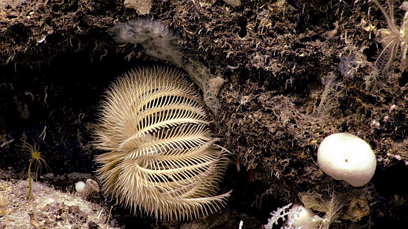 Stalked crinoids, or sea lilies, like this one are abundant farther south, but until this individual was sampled on Dive 02 of the 2019 Southeastern U.S. Deep-sea Exploration expedition, no specimens had been collected for DNA. It may be an “undescribed species,” which means it does not have a formal species name and has not been compared in detail to closely related species. Informally, it is called Endoxocrinus “minimus.”