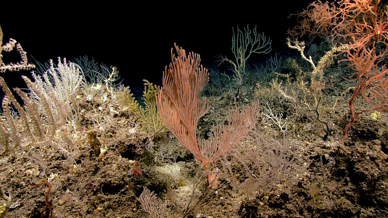 We visited this beautiful coral garden on the top of the ridge during Dive 02 of the 2019 Southeastern U.S. Deep-sea Exploration expedition.