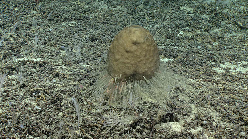 On Dive 02 of the 2019 Southeastern U.S. Deep-sea Exploration, we came across this unusual glass sponge with a fringe of large spicules at its base. It may be a new species or may expand the range of a known species (Anoxycalyx (Scolymastra) joubini), which has only been documented in the Antarctic region.