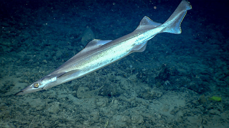 Seemingly unbothered by our presence, this arrowhead dogfish, a shark, was observed during Dive 04 of the 2019 Southeastern U.S. Deep-sea Exploration.