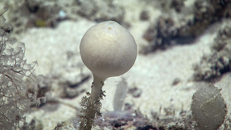 This demosponge (likely a Stylocordyla), which we encountered during Dive 05 of the 2019 Southeastern U.S. Deep-sea Exploration, is just one of the many sponges we saw during this dive.