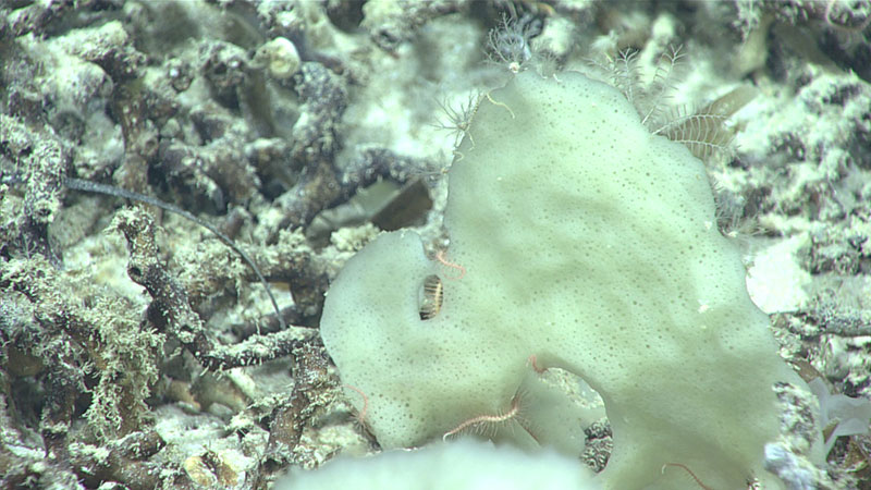 We sampled this interesting “potato chip-like” glass sponge, which was host to a variety of other deep-sea creatures, during Dive 05 of the 2019 Southeastern U.S. Deep-sea Exploration.