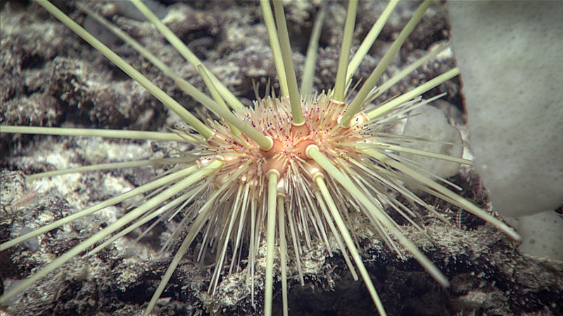 Seen on Dive 05 of the 2019 Southeastern U.S. Deep-sea Exploration, this pencil sea urchin is a good example of the sea urchins we’ve observed in this region.