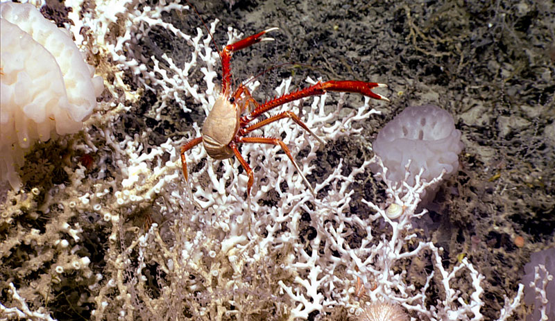 The high diversity of the Lophelia reefs seen for the first time during Dive 06 of the 2019 Southeastern U.S. Deep-sea Exploration is evident in this image, which features a variety of Lophelia inhabitants, including glass sponges, squat lobsters, a snail, an urchin, and more.