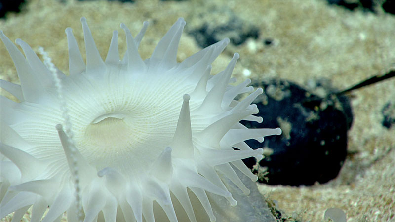While corallimorphs are usually found on rocks, this one was seen hanging out on a demosponge during Dive 07 of the 2019 Southeastern U.S. Deep-sea Exploration. Occasionally mistaken for anemones, corallimorphs are related to both anemones and stony corals and share characteristics with both.