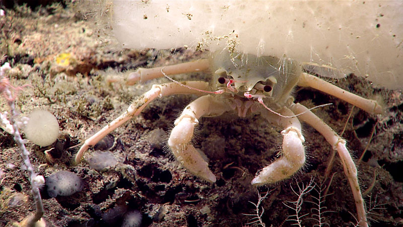 During Windows to the Deep 2019, this hermit crab was seen carrying an anemone on its back as added protection from potential predators.