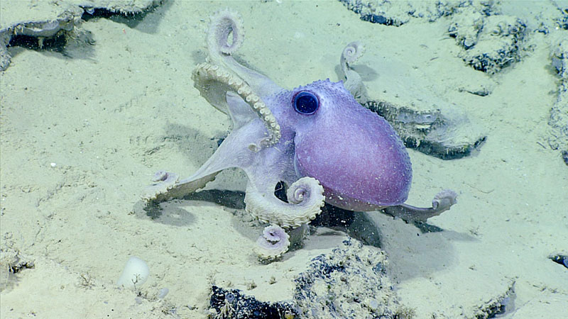 This octopus was seen making its way across the seafloor during Windows to the Deep 2019.