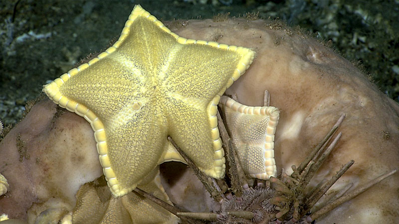 The goniasterid sea star Plinthaster dentatus, sometimes called a cookie or ravioli star, was literally one of the stars of Windows to the Deep 2019. These individuals are shown here with a cidaroid sea urchin and a sponge.