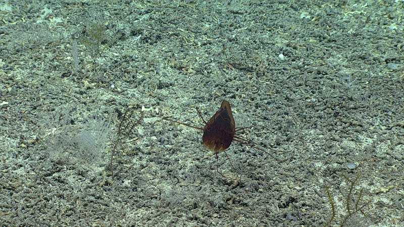 We saw this jellyfish on Dive 02 of the 2019 Southeastern U.S. Deep-sea Exploration expedition. Its red stomach provides protection from predators by hiding the bioluminescence given off by undigested prey.
