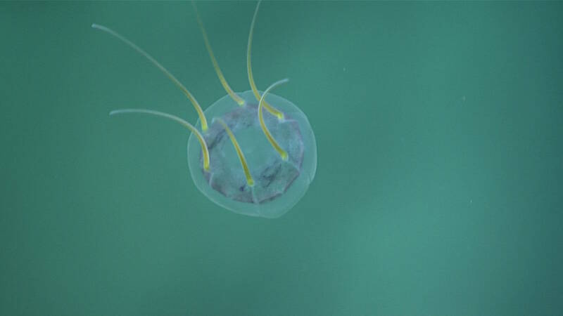 Narcomedusa jelly on the north slope of Howland Island in the Pacific Remote Islands Marine National Monument.