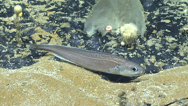 A cusk eel swims along the seafloor in the area of the Deep Sea Ventures site during Dive 07 of the 2019 Southeastern U.S. Deep-sea Exploration.