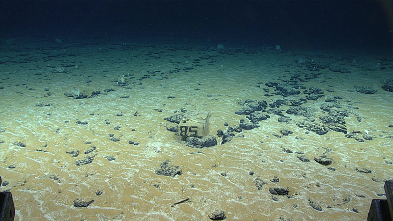 In the 1980s, the U.S. Geological Survey marked the Deep Sea Ventures site with approximately 100 concrete “patio blocks” to help them evaluate the environmental conditions in the area. One of these blocks was seen during Dive 07 of the 2019 Southeastern U.S. Deep-sea Exploration. 