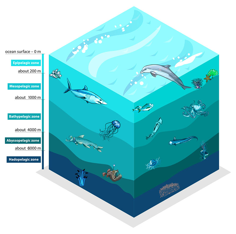 Artist rendition of the water column which is divided into five zones from the surface to the seafloor. Each zone varies in pressure, light, temperature, oxygen, nutrients, and biological diversity.