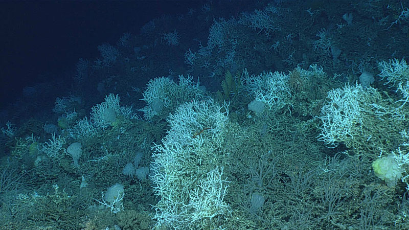 Deep-sea coral reefs like this one seen on Dive 06 of the 2019 Southeastern U.S. Deep-sea Exploration are created by stony corals