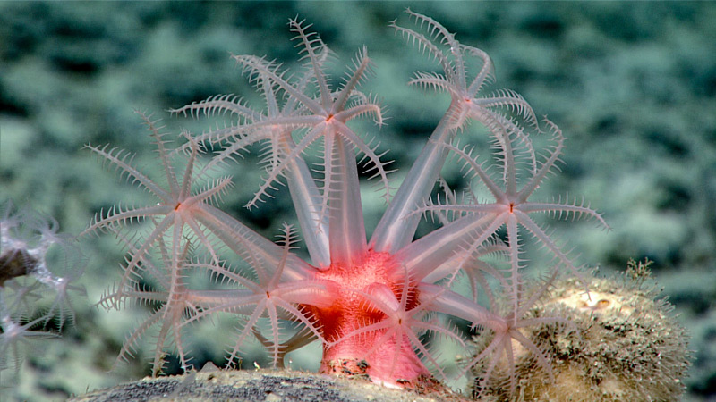 octocoral