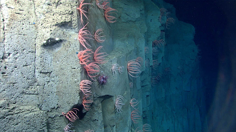 During this shakedown expedition, we will conduct test dives on the Currituck landslide, seen here with brisingid sea stars during the Windows to the Deep 2018 expedition.