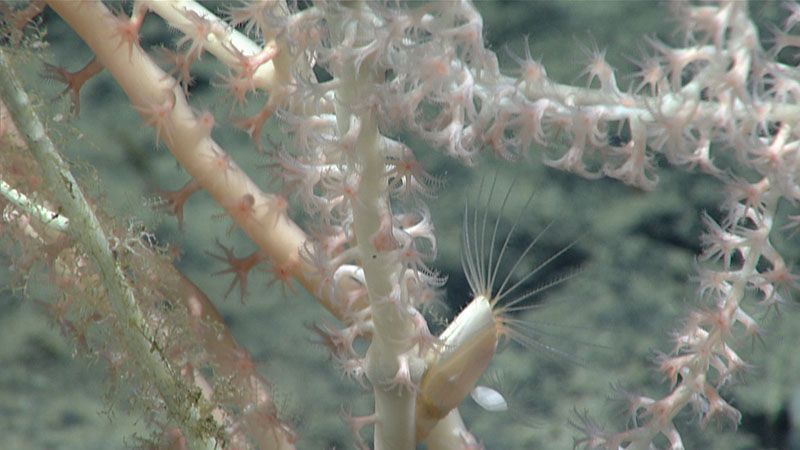A close look at a bamboo coral in the family Isididae with an associated barnacle, seen at 2,530 meters (8,300 feet) depth during Dive 01 of the 2021 North Atlantic Stepping Stones expedition. Corals, as well as sponges, provide important habitat for many other animals in the deep ocean. Although associates on corals were not abundant throughout the dive, we did see organisms such as barnacles, brittle stars, squat lobsters, and anemones living in the branches of corals in order to get higher in the water column for feeding or protection.