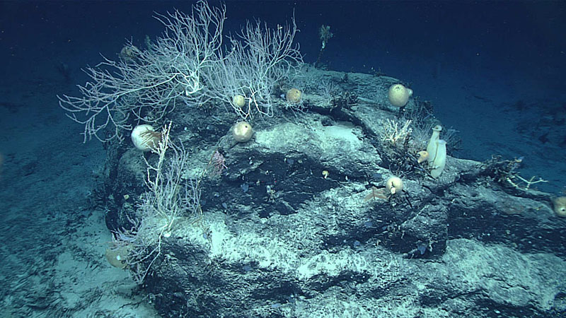 As we moved upslope during the first dive of the 2021 North Atlantic Stepping Stones expedition, we saw many scenes like this one, where a diversity of corals and sponges covered exposed rock surfaces. These live corals and sponges were frequently seen in conjunction with dead coral and sponge stalks that were covered in a ferromanganese coating. Scientists estimate this coating grows at a rate of approximately one millimeter every million years, suggesting that the corals and sponges had been dead for quite some time.
