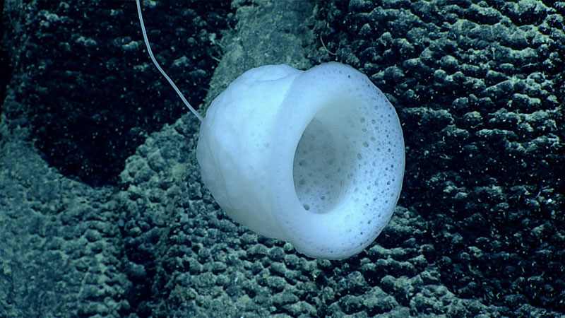 A glass sponge seen attached to a rocky wall. We saw several of these walls covered with a diversity of sponges during the third dive of the 2021 North Atlantic Stepping Stones expedition.
