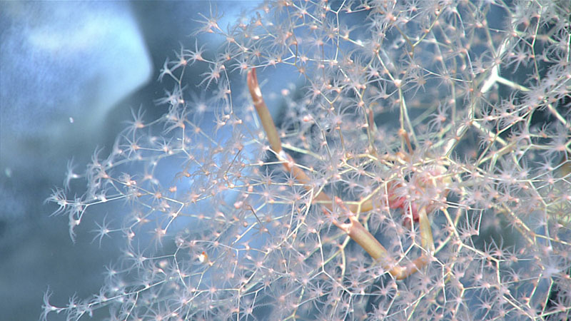 During Dive 04 of the 2021 North Atlantic Stepping Stones expedition, corals in the genus Chrysogorgia were commonly seen with squat lobster associates. Many coral species in this genus have squat lobsters living in their branches and in many cases, the species of squat lobster is specific to the species of coral.