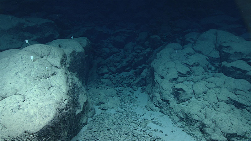 Near the end of the fifth dive of the 2021 North Atlantic Stepping Stones expedition, we saw this rock debris flow channel and possible rock dam. A rock, the final sample of the dive, was collected here.