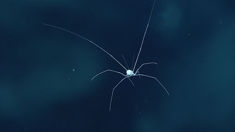 This “water walker” isopod, in the family Munnopsidae, was seen at a depth of 4,113 meters (2.6 miles) while exploring Rockaway Seamount on the fifth dive of the 2021 North Atlantic Stepping Stones expedition. It was one of several swimming invertebrates seen during the dive. We also saw polychaete worms, a swimming cucumber, and several shrimp-like mysids.