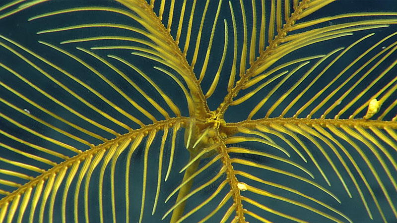 A close look at a yellow stalked crinoid. All crinoids are suspension feeders, subsisting on the smorgasbord of small plankton and detritus that drift past their outstretched arms. Most crinoids array their arms in a bowl or dish shape with the arm tips flexed back into the current and the top of the stalk bent so that the central mouth, visible in this image, faces away from the current. In addition to yellow crinoids, we also saw red and white (both stalked and unstalked) crinoids during Dive 06 of the 2021 North Atlantic Stepping Stones expedition.