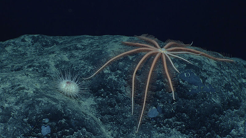 A brisingid sea star in the process of regrowing some of its arms and a white echinoid urchin seen at 2,586 meters (8,484 feet) depth during exploration of “Corner Rise 1” Seamount on the seventh dive of the 2021 North Atlantic Stepping Stones expedition. These urchins were observed throughout the dive, including one that was feeding on a bamboo coral.