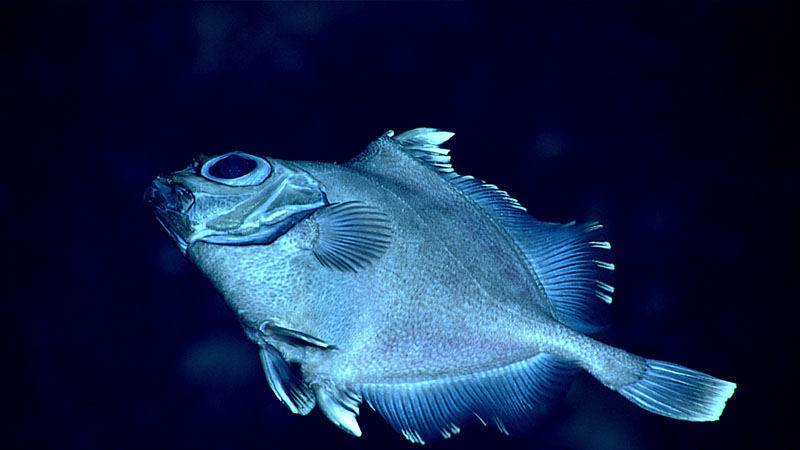 Oreo fish, also known as false boarfish, were seen throughout Dive 08 of the 2021 North Atlantic Stepping Stones expedition. This one was observed at a depth of 1,220 meters (4,003 feet). During this dive, we saw the most fish observed during an expedition dive thus far, including sightings of several dogfish and rat tails.