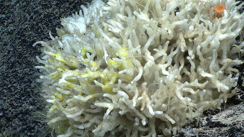 Throughout the ninth dive of the 2021 North Atlantic Stepping Stones expedition, we saw this unknown “finger sponge” in high-density patches. The white sponge was often covered in a yellow encrusting sponge. A small sample of the sponge was collected during the dive so that it can be analyzed to learn more about it and what it might be.