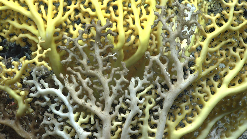 A close look at the backside structure of a coral in the genus Enallopsammia. A feature of these kinds of corals is that all of the individual coral polyps face in one direction, likely into the current to catch food floating by. At the base of the wall explored during Dive 10 of the 2021 North Atlantic Stepping Stones expedition, we also saw black corals in the genera Bathypathes and Stauropathes, Acanella bamboo corals, and Chrysogorgia and Anthomastus soft corals.