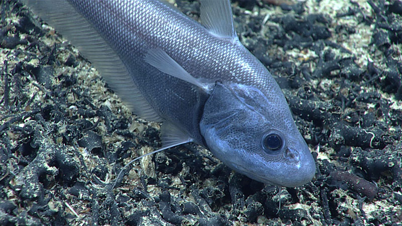 This rattail (Coryphaenoides carapinus) was observed at a depth of 1,915 meters (6,283 feet) during exploration of Yakatut Seamount on Dive 10 of the 2021 North Atlantic Stepping Stones expedition. These fish are known to eat brittle stars, of which we saw quite a few dotting the coral rubble on the seafloor.