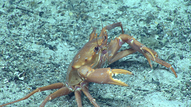 Towards the end of Dive 11 of the 2021 North Atlantic Stepping Stones expedition, we moved from stable ripples and pavement to softer sediments with smaller fractions of broken paleo reef. The seafloor here was pockmarked with circular patches of turned-over sediments, and we also observed larger scar marks that were likely feeding holds for fish and/or Chaceon crabs — like the one pictured here.