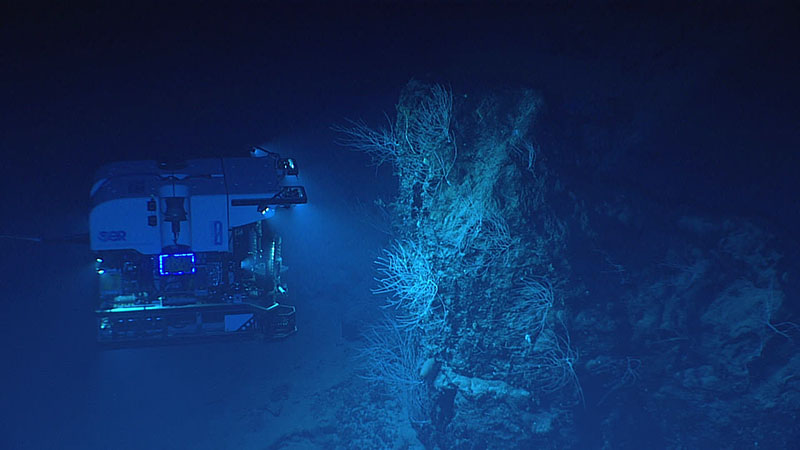 Several large igneous boulders covered in bamboo corals were encountered midway through Dive 13 of the 2021 North Atlantic Stepping Stones expedition. Bamboo corals were locally abundant on these large boulders and more spread out throughout the dive on different hard-bottom habitats.