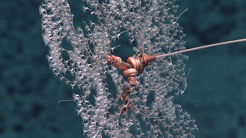 Near the end of Dive 13 of the 2021 North Atlantic Stepping Stones expedition, we encountered this mature coral (Metallagorgia sp.) with a snake star deeply entwined within the center of its branches. This was the only Metallagorgia coral seen on the dive, though we did observe several primnoid octocorals, Bathypathes black corals, and Chrysogorgia soft corals..