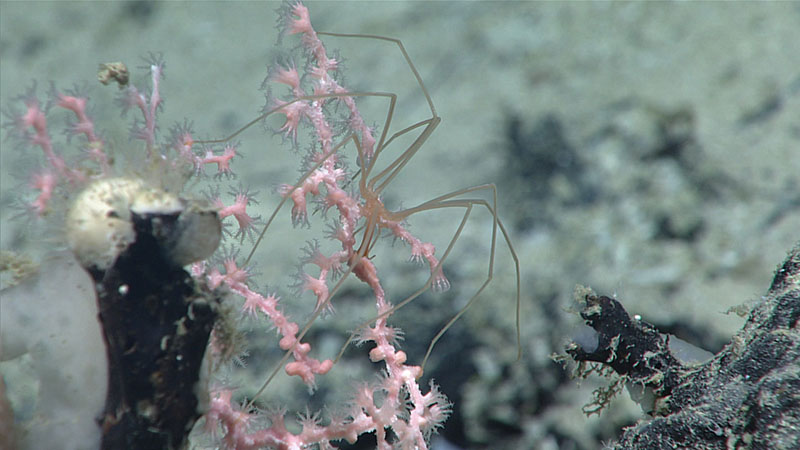 This large pycnogonid, or sea spider, was observed feeding on a coral in the genus Hemicorallium during Dive 13 of the 2021 North Atlantic Stepping Stones expedition at a depth of 2,375 meters (7,792 feet).