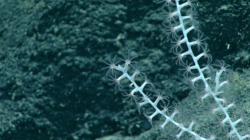 We observed several bamboo corals during Dive 15 of the 2021 North Atlantic Stepping Stones expedition. These corals have an opaque and milky appearance from a distance, due to very small calcareous sclerites (hardened parts of the coral body) that reflect light.