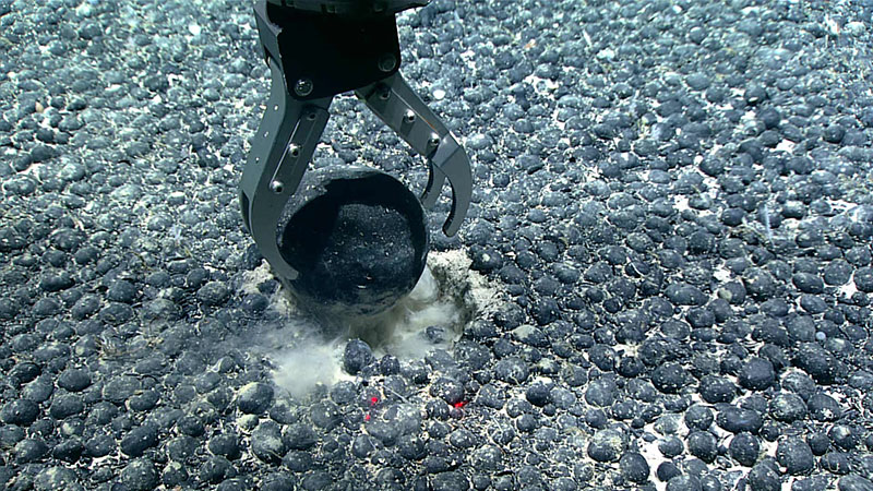 A ferromanganese-coated cobble more than 10 centimeters (4 inches) in diameter was collected during Dive 16 of the 2021 North Atlantic Stepping Stones expedition. We also collected many smaller ferromanganese nodules and sediment using the remotely operated vehicle’s suction sampler. The size and distribution of the nodules remained similar throughout the length of the ferromanganese nodule field traversed during the dive..