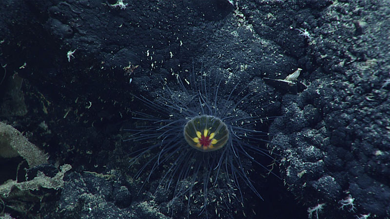This benthopelagic jellyfish in the genus Ptychogastria was observed at a depth of 3,170 meters (10,400 feet) during Dive 16 of the 2021 North Atlantic Stepping Stones expedition. This was one of several of these beautiful little animals seen during the dive.