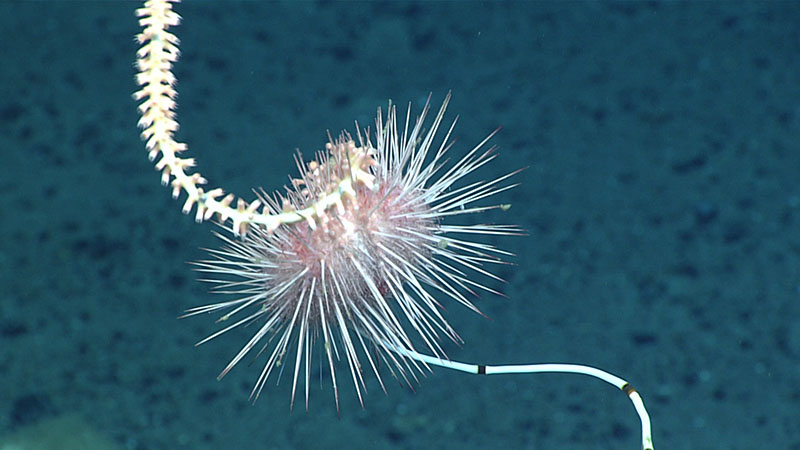 This sea urchin in the genus Echinus was observed during Dive 19 of the 2021 North Atlantic Stepping Stones to have seemingly eaten over half of a bamboo whip coral.