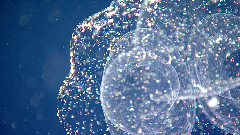 A close look at a larvacean house, seen during the 1200-meter (3,937-foot) water column transect of Dive 20 of the 2021 North Atlantic Stepping Stones expedition. Larvaceans are solitary, free-swimming tunicates that produce a fragile mucus “house” to help filter small particles from the water. A diffuse outer filter catches larger particles that would be too big to fit in the larvacean’s mouth and protects an inner filter, which is used to strain food particles from the water. The larvacean lives nested inside this inner filter and produces a current by beating its tail. This current both keeps the house inflated and moves water through the filter of the house.