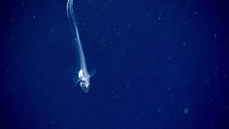 Towards the end of the 700-meter (2,297-foot) water column transect conducted during Dive 20 of the 2021 North Atlantic Stepping Stones expedition, we saw this juvenile rattail fish in the family Macrouridae.